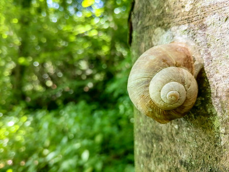 Snail shell on a tree in the forest, in summer, closeup.の写真素材