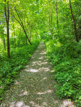 Path in the forest, in sunny summer dayの写真素材
