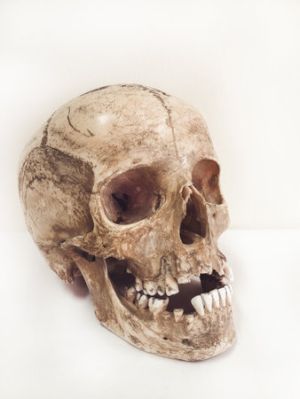 Human skull isolated on white background