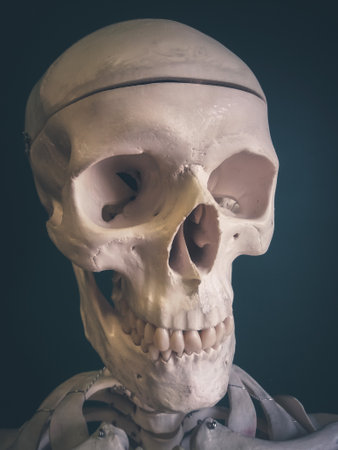 Human skull isolated on dark background.の写真素材
