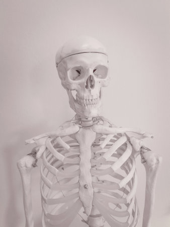 Human skeleton isolated on white backgroundの写真素材