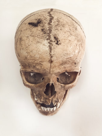 Human skull isolated on white backgroundの写真素材