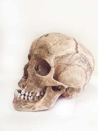 Human skull isolated on white backgroundの写真素材