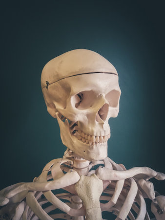 Human skull isolated on dark background.の写真素材