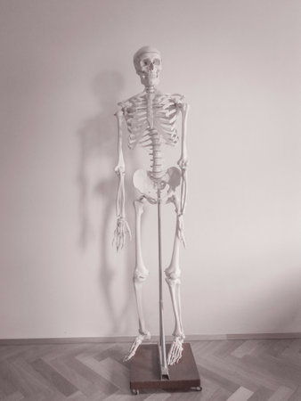 Human skeleton isolated on white backgroundの写真素材