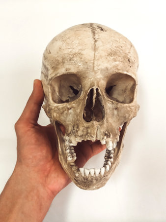 Human skull isolated on white backgroundの写真素材