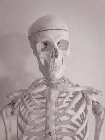 Human skeleton isolated on white backgroundの写真素材