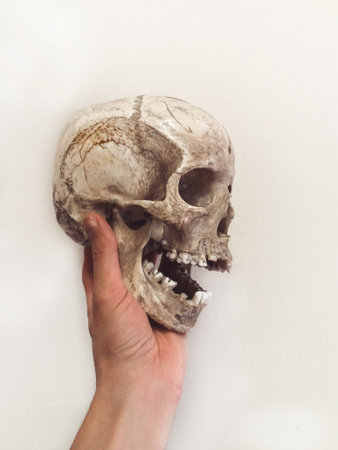 Human skull isolated on white backgroundの写真素材