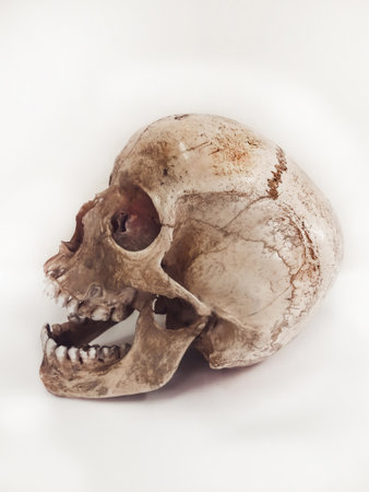 Human skull isolated on white backgroundの写真素材