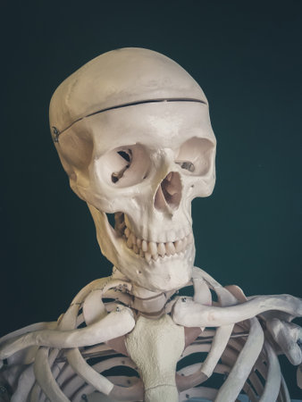 Human skull isolated on dark background.の写真素材