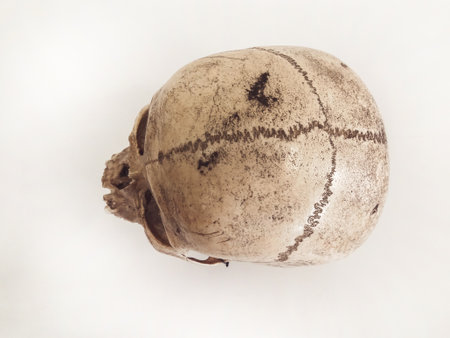 Human skull isolated on white backgroundの写真素材