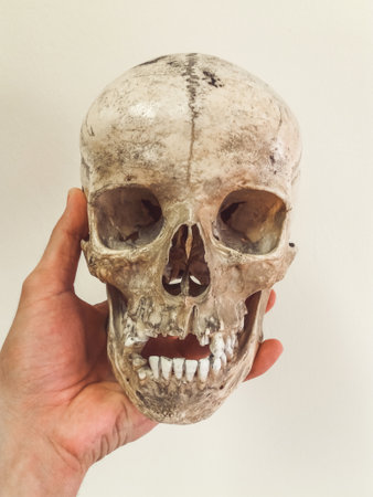 Human skull isolated on white backgroundの写真素材