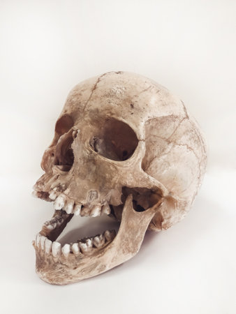 Human skull isolated on white backgroundの写真素材