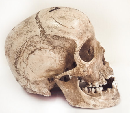 Human skull isolated on white backgroundの写真素材