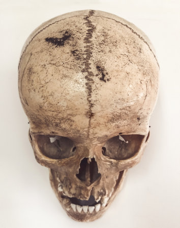 Human skull isolated on white backgroundの写真素材