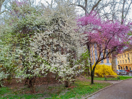 Flowering trees and wooden bench in the city park Stadtpark, a green island in the middle of the city, in Graz, Styria region, Austria, in springの写真素材