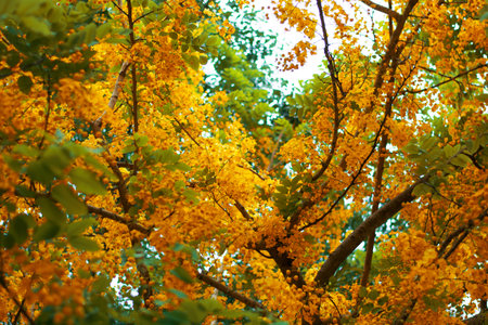 Yellow flower on a tree with green leafのeditorial素材
