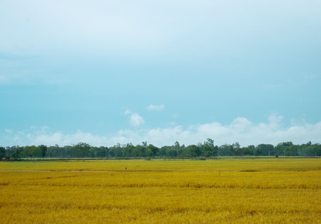 eye level view of a yellow field with green trees in horizon line and sky