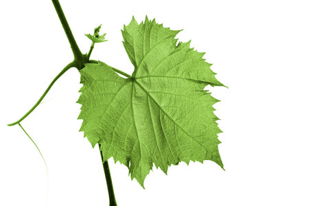 Orange grape leaf isolated on whiteの写真素材