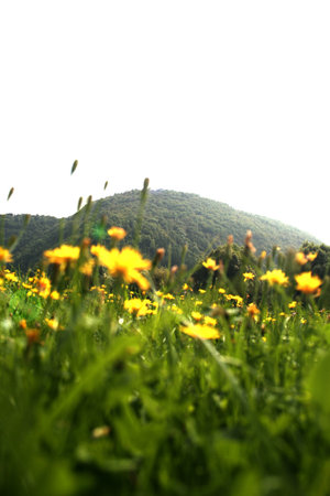 Nature landscape with yellow flowers field and mountainsの写真素材