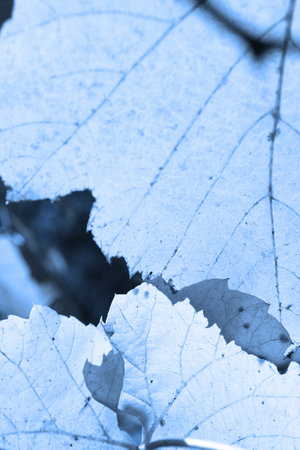 Beautiful background leaves. Close-up photo. Great details.の写真素材