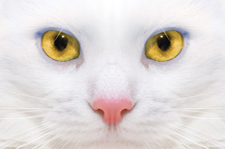 Macro picture of a white cat with yellow eyesの写真素材