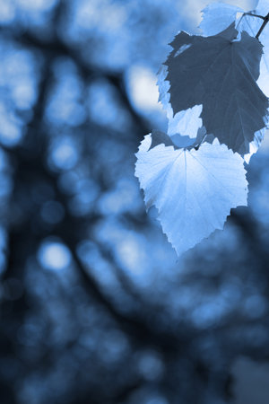 Beautiful background leaves. Close-up photo. Great details.の写真素材