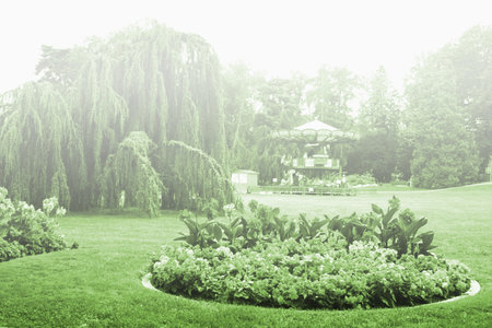 landscape with pink flowers and drooping willowの写真素材