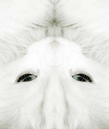 White cat:closeupの写真素材