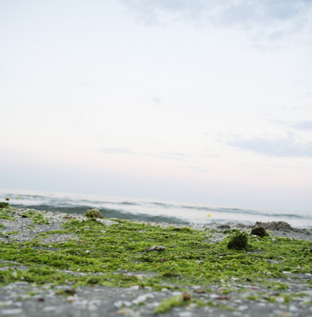 Beach with algae and shells.の写真素材