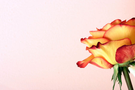 Close-up of beautiful fresh rose.の写真素材