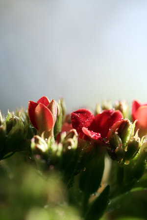 Vibrant bunch of wild flowers.の写真素材