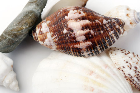 Close up of a shell. Isolate on white