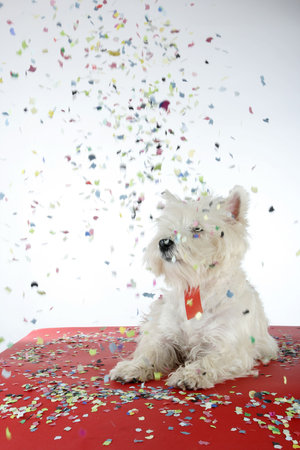 West highland white terrier with copy-space note.の写真素材