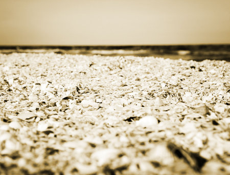 Close-up picture of sand and shells on beach.