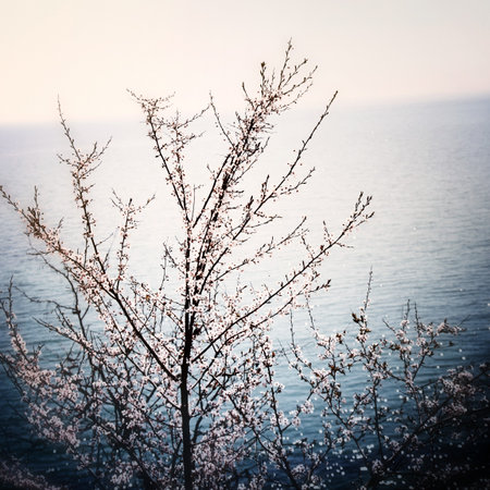 Pink flowered tree over blue sea.の写真素材