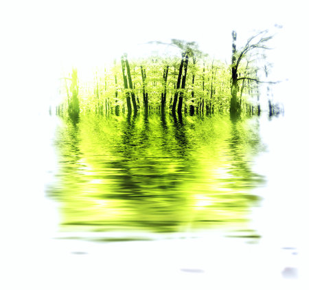Autumn forest by a river