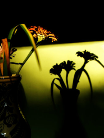 Flower in vase & Shadow on wallの写真素材