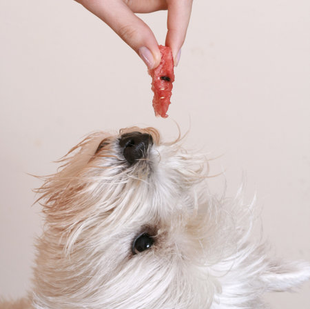 Westie eating a piece of watermelon.の写真素材