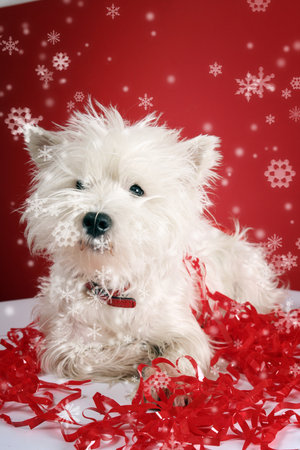 White puppy with christmas garland.の写真素材