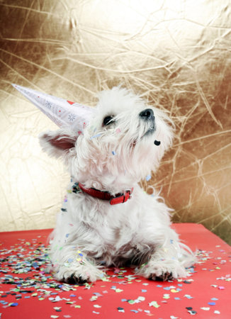 West highland white terrier with birthday party hat .の写真素材