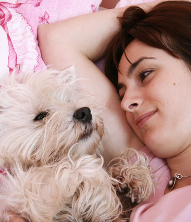 Westie sleeping next to woman in bed .の写真素材