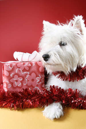 White puppy dressed in santa claus costume.の写真素材