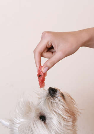 Westie eating a piece of watermelon.の写真素材