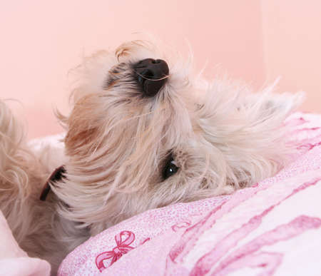 Dog sleeping on a bed .の写真素材