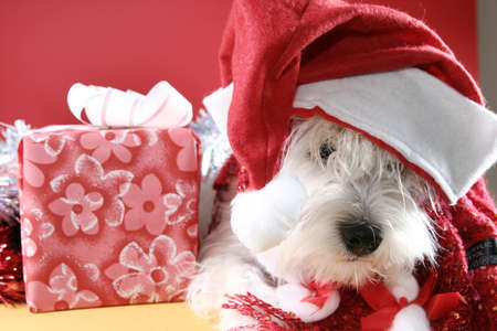 White puppy dressed in santa claus costume.の写真素材