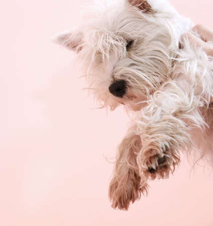 Westie sleeping next to woman in bed .の写真素材