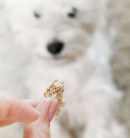 West highland terrier receiveing a treat.の写真素材