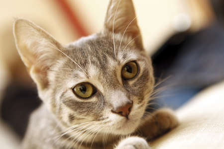 Close up of a gray young cat.