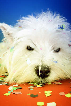 West highland white terrier with confetti.
